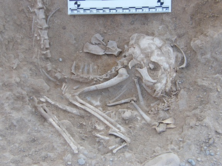 Illustration for article titled 6,000 year old kitten skeletons!